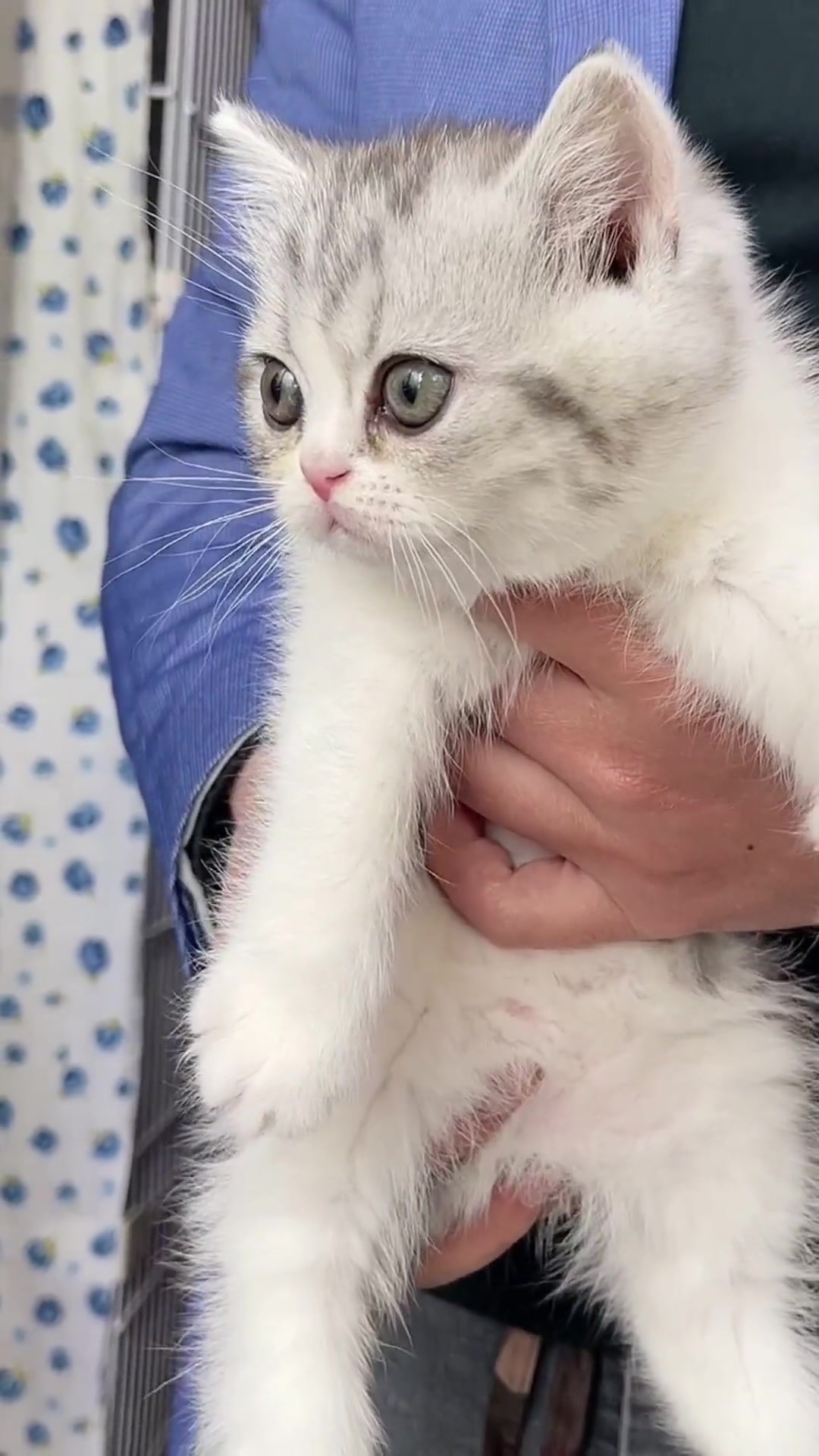 美短小猫优点和缺点讲解 美短 美短鱼骨纹 我要上热门