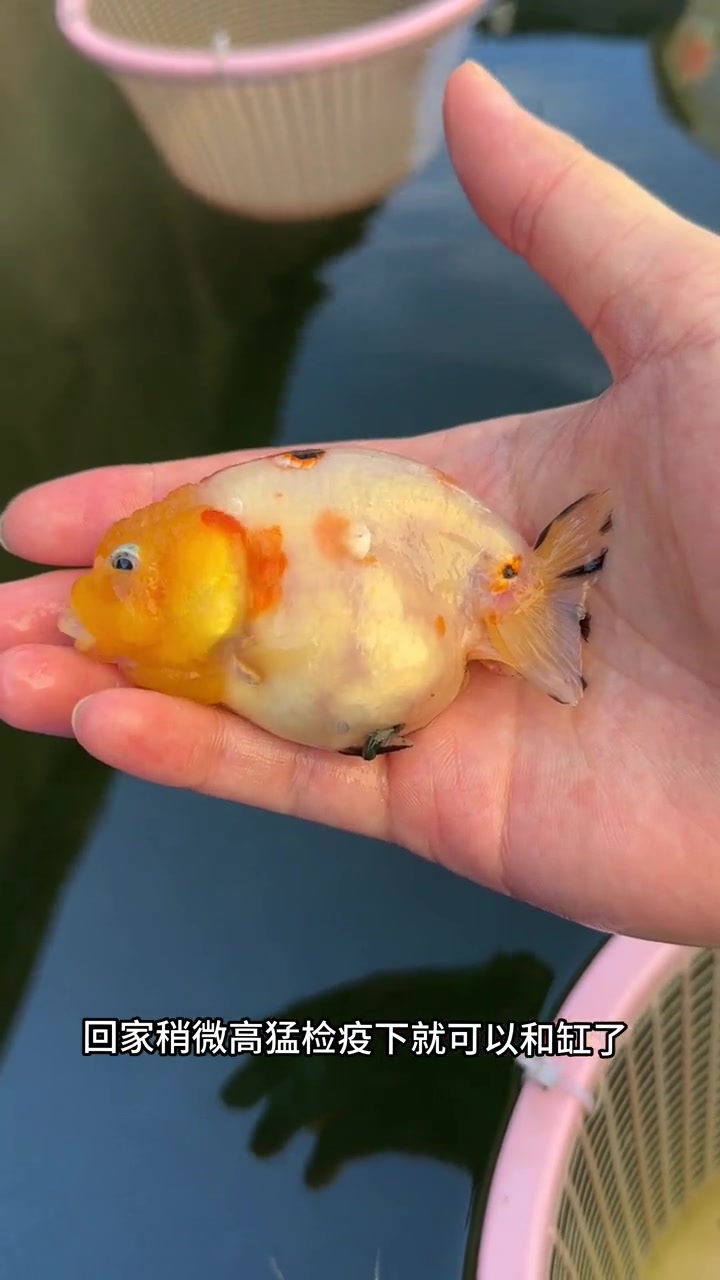 兰寿怎么看是否生病?兰寿金鱼 观赏鱼 养鱼日志 热门