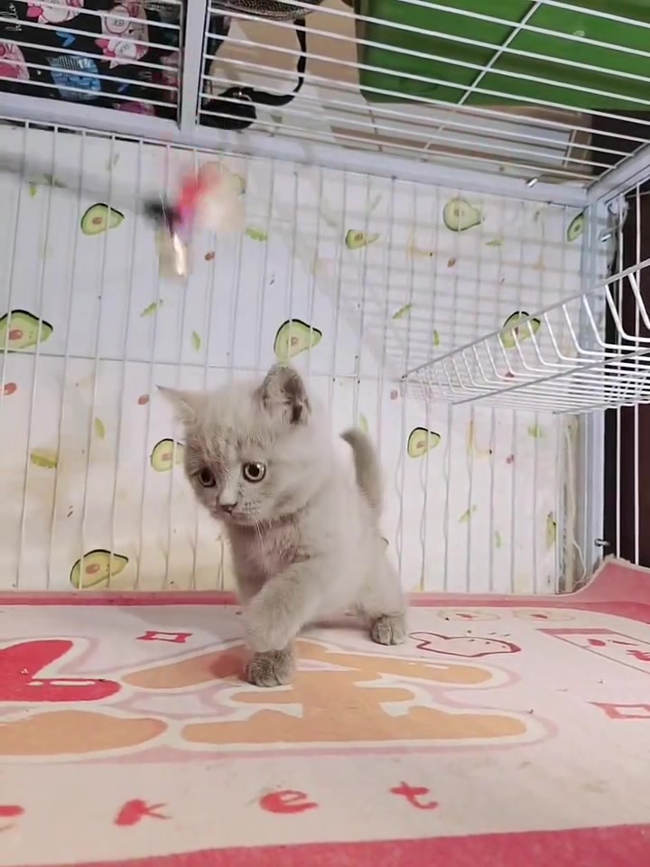 英短稀有色。肉桂色弟弟