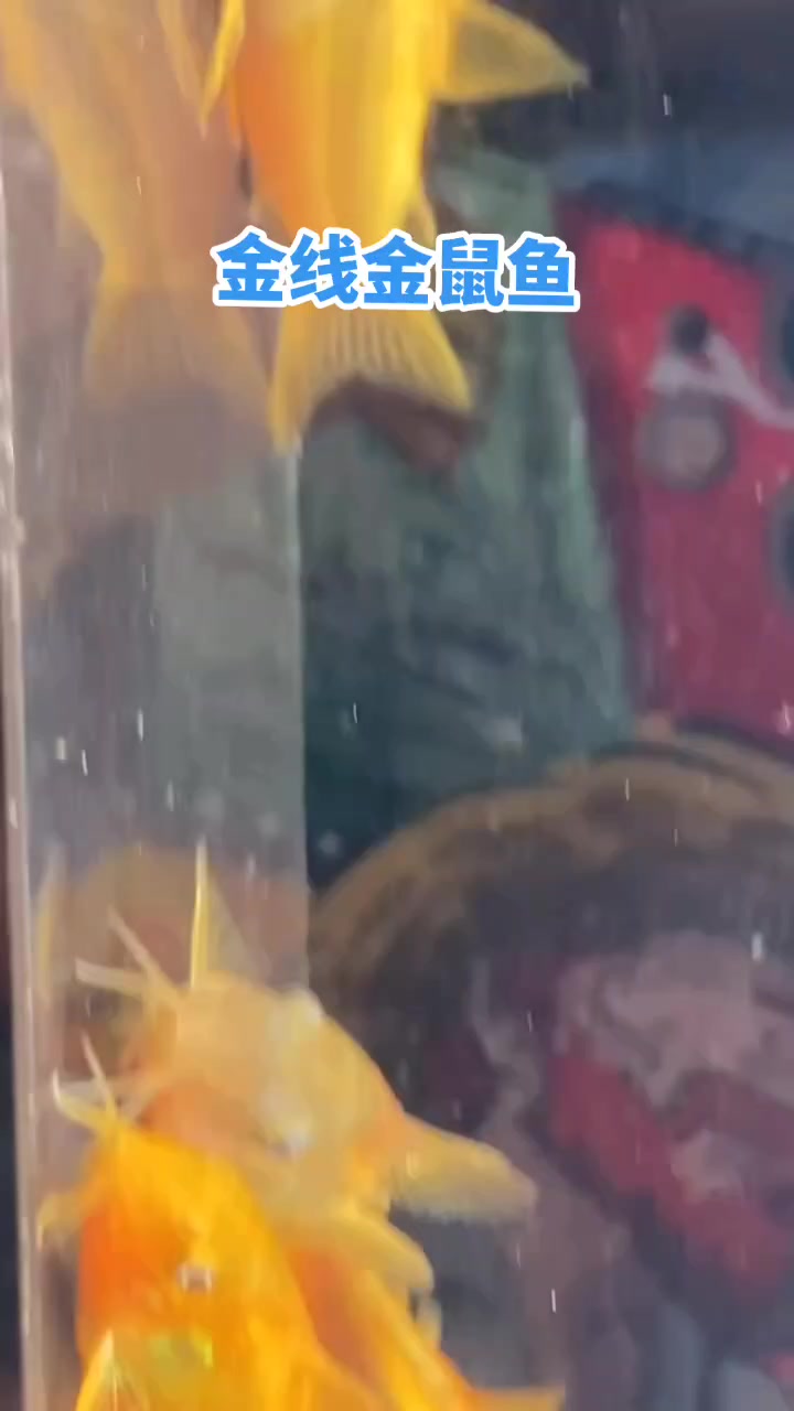 金线金鼠鱼怎么样好看吗