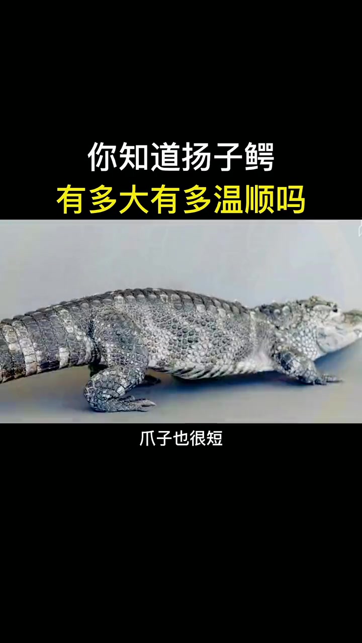 科普 世界上最小的鳄鱼-扬子鳄 冷知识 鳄鱼