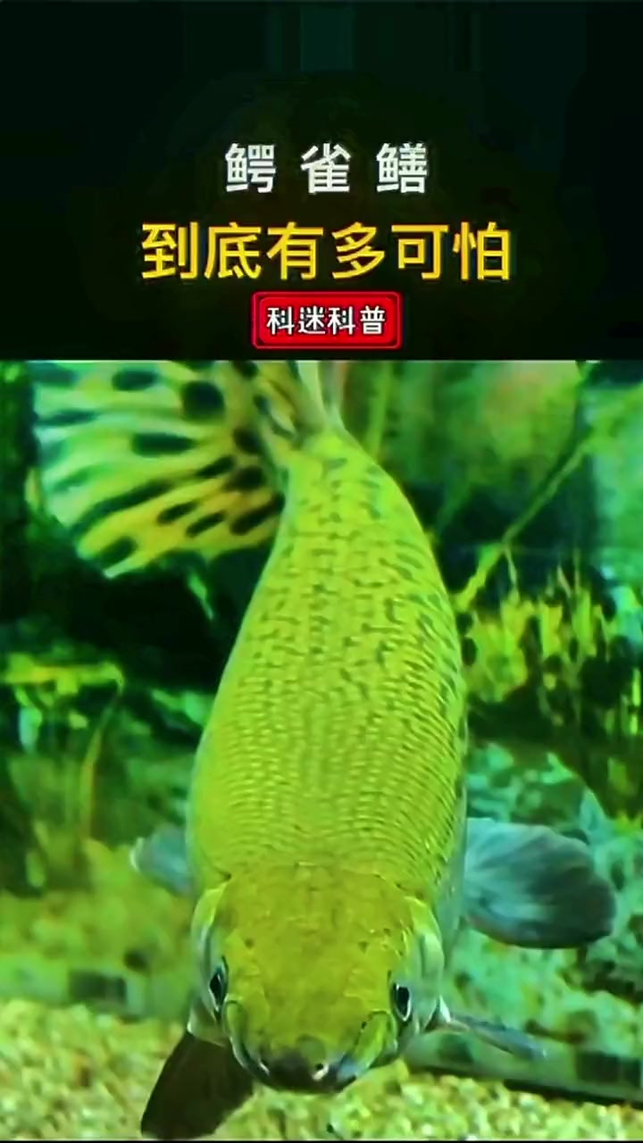 鳄雀鳝有多可怕?你知道吗?汝州怪鱼藏身位置基本锁定 汝州怪鱼是什么 平顶山怪鱼要被抓了 科