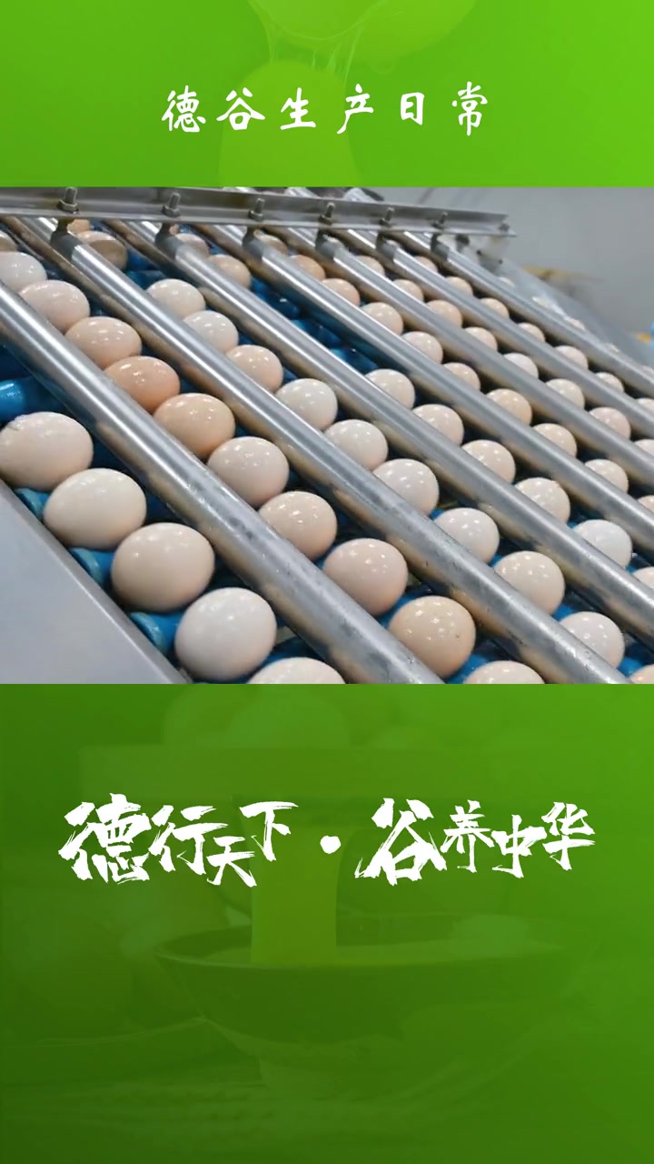 第29集|平凡的一天,忙碌的一天,只有让客户满意才有价值。全蛋液 蛋黄液 蛋白液 蛋液 纯