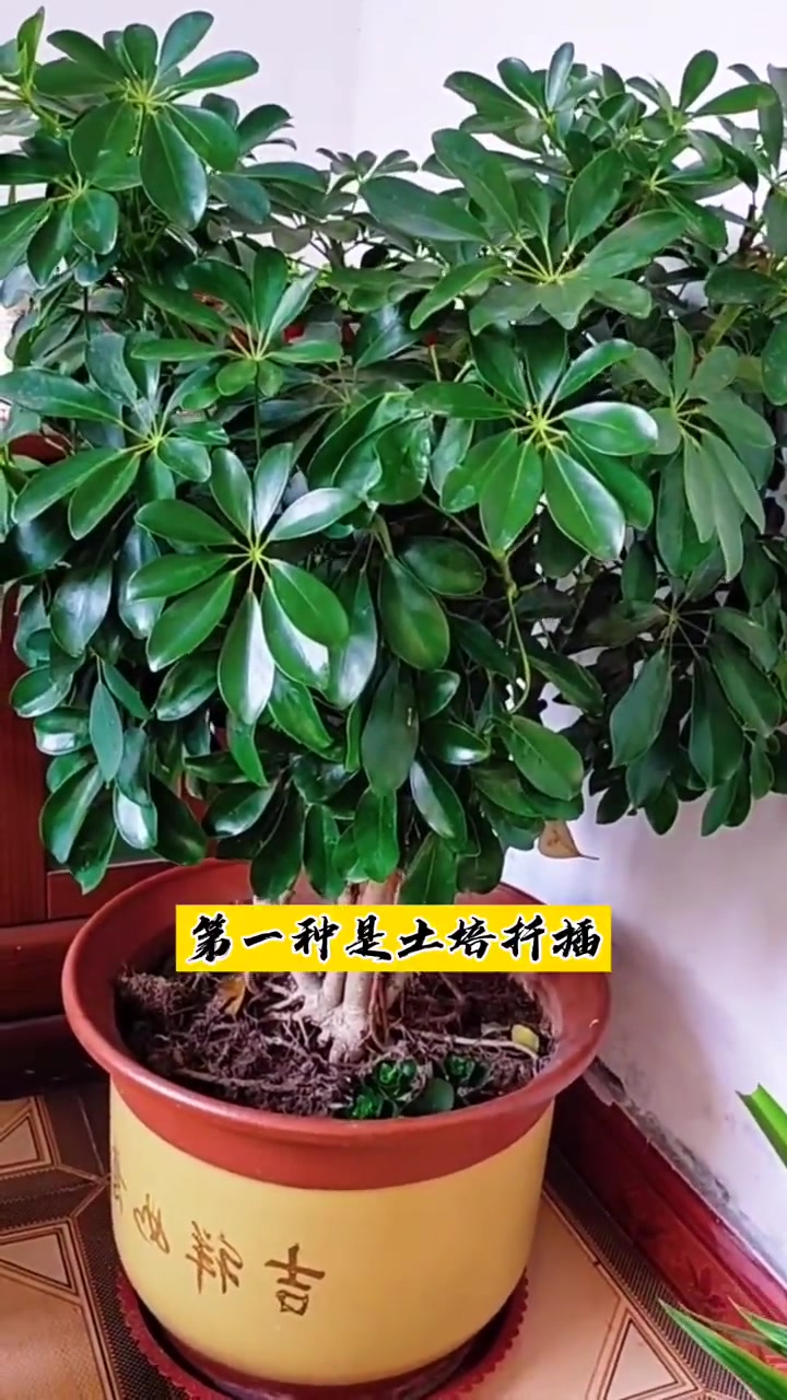 鸭脚木的两种扦插过程 分享养花经验 家庭养花 养花小知识 养花我是认真的