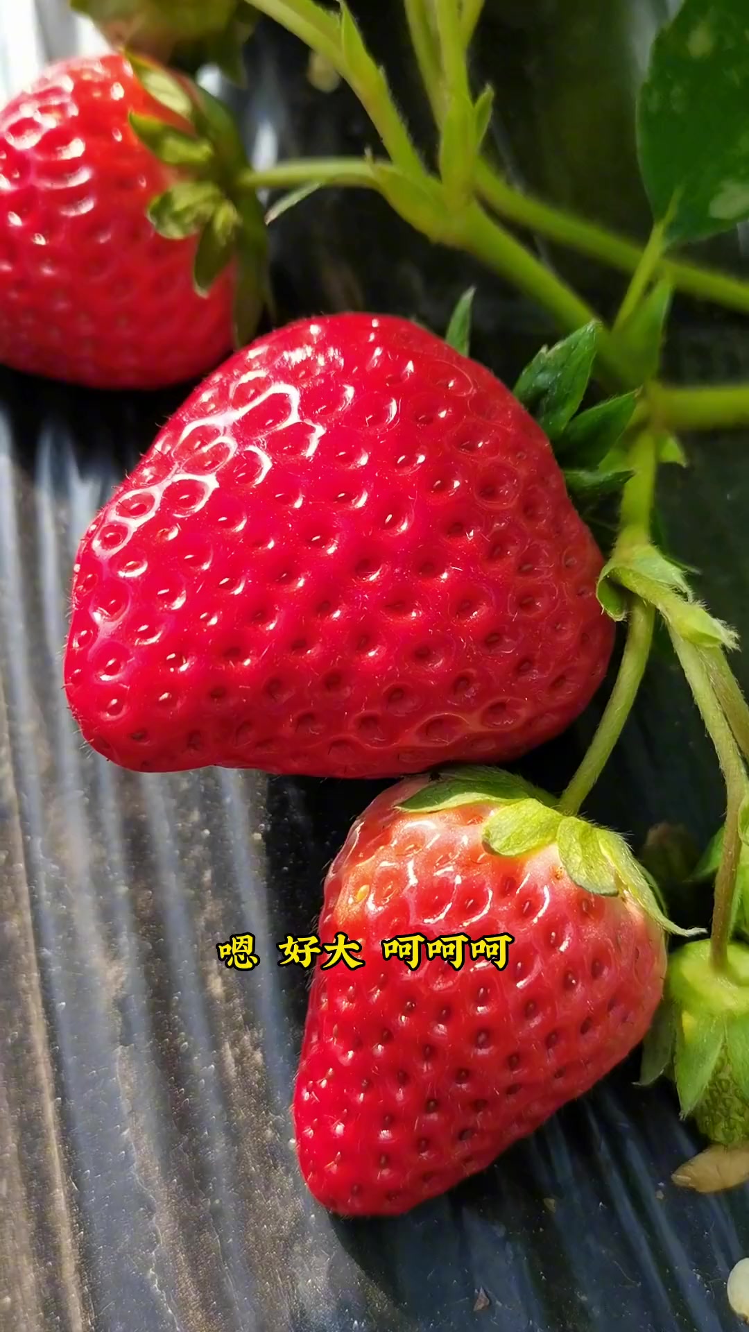 弥勒 草莓采摘园 奶油草莓,巧克力草莓,红心草莓,好吃又好玩,采摘比吃还要快乐。草莓园 草