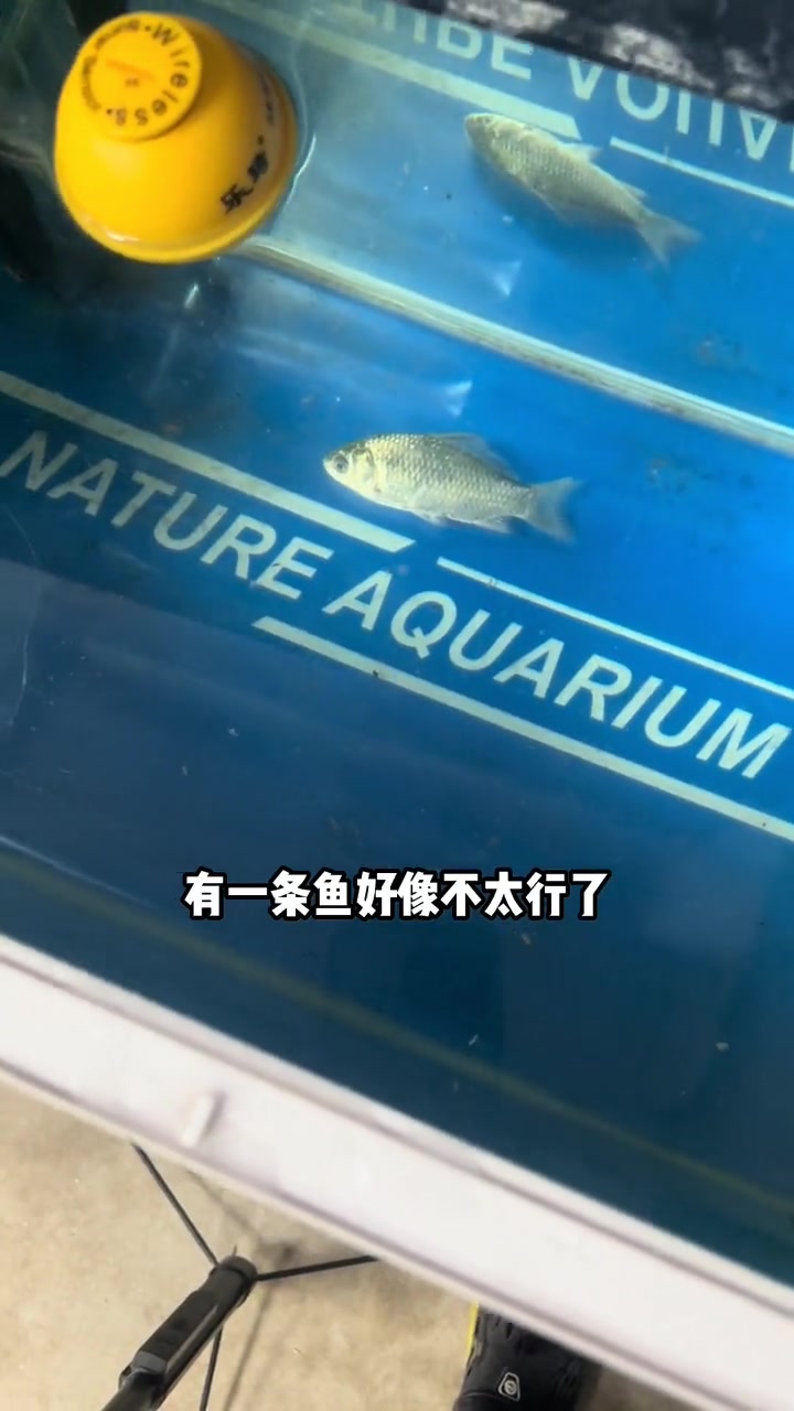 第17集|测试声呐探鱼器是否值得钓鱼人入手 探鱼器 探鱼器声呐 钓鱼测评 钓鱼装备