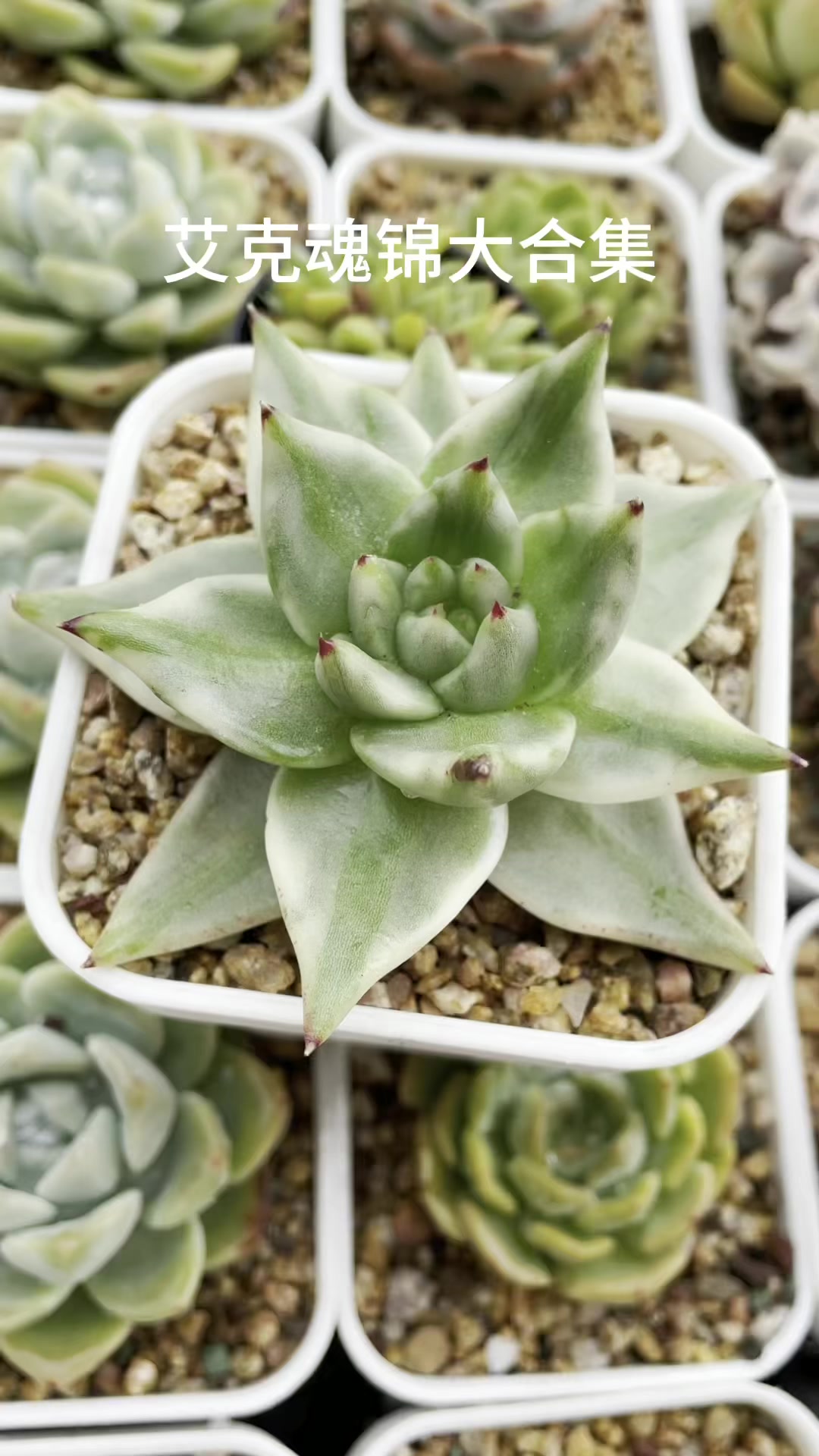 艾克魂锦大合集,多肉锦你喜欢不?