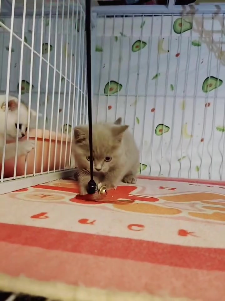 肉桂色蓝猫一枚弟弟