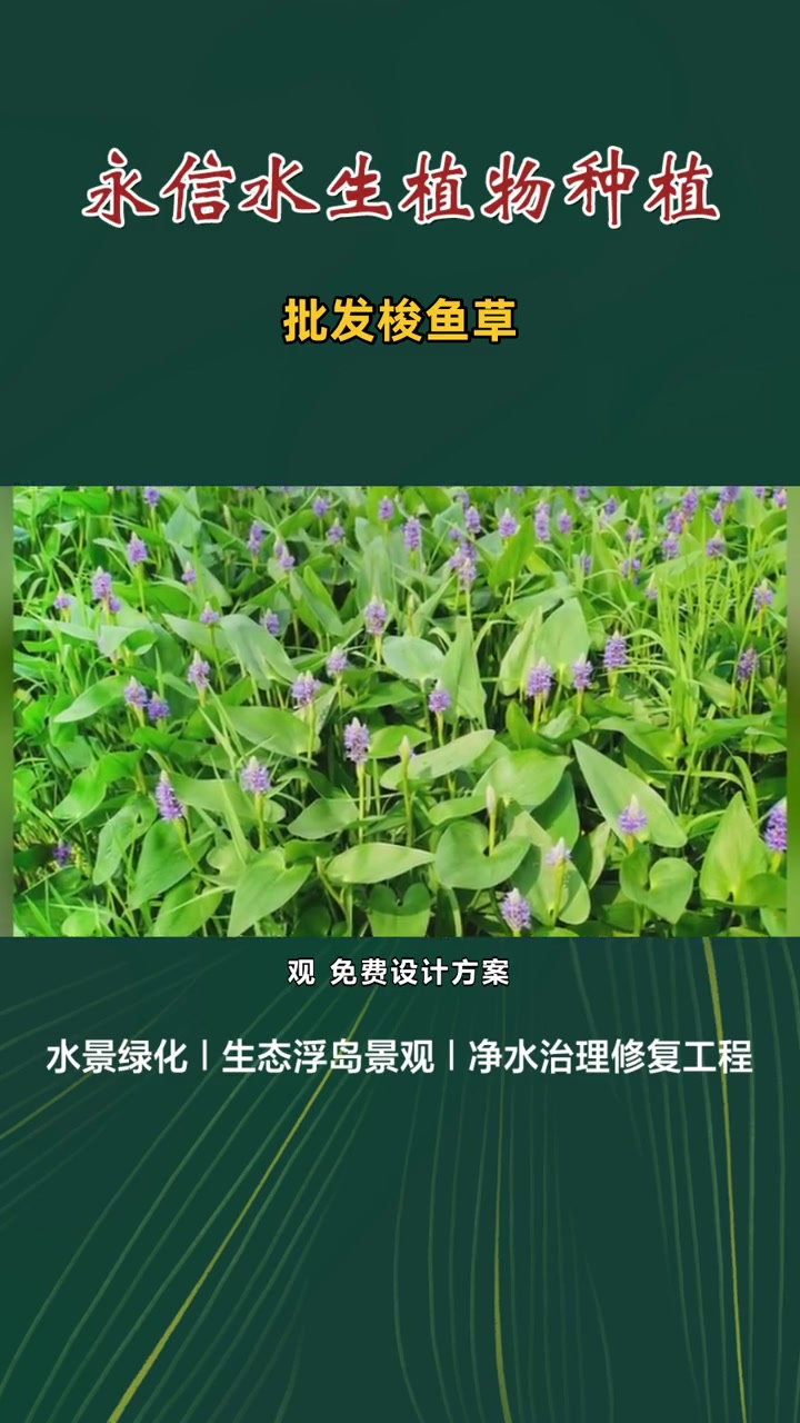 批发梭鱼草 批发梭鱼草