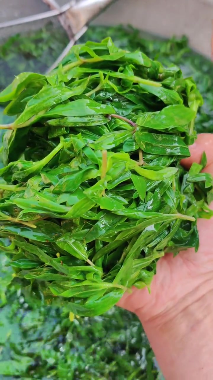接上一条,苜楂菜的吃法。苜楂菜迁西这一带也叫马莲菜,是春季特别受欢迎的美食之一,来游玩的小