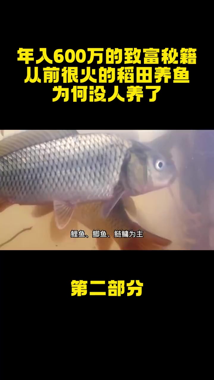 年入600万的致富“秘籍”,从前很火的稻田养鱼,为何没人养了?稻田养鱼 水稻 农村