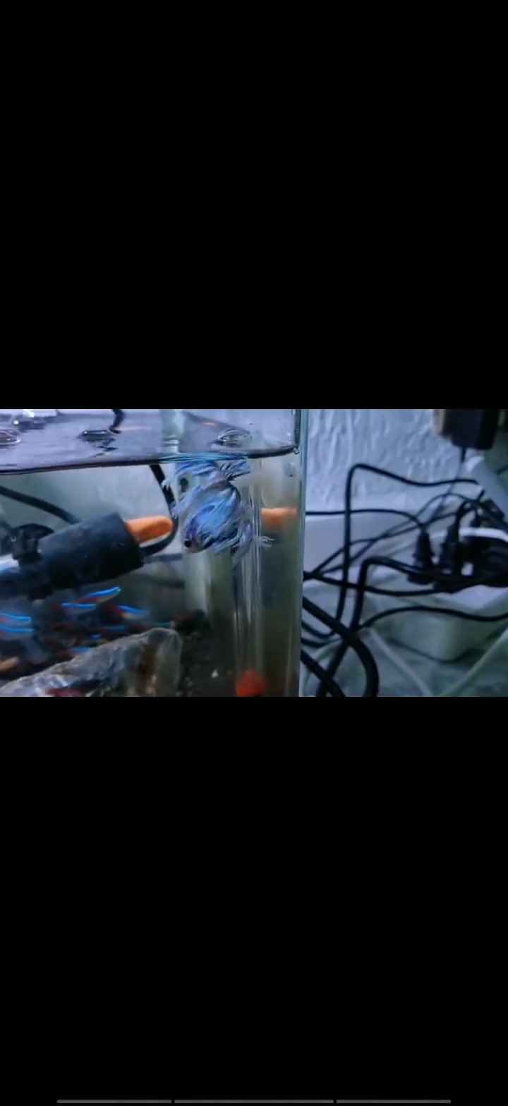 泰国斗鱼 卖鱼哥 客户最真实的反馈,很不错哟很欣慰