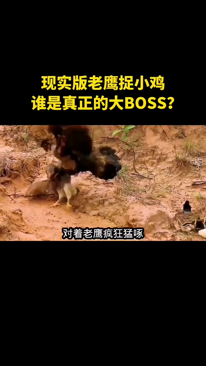 现实版老鹰捉小鸡,谁是真正的大BOSS?