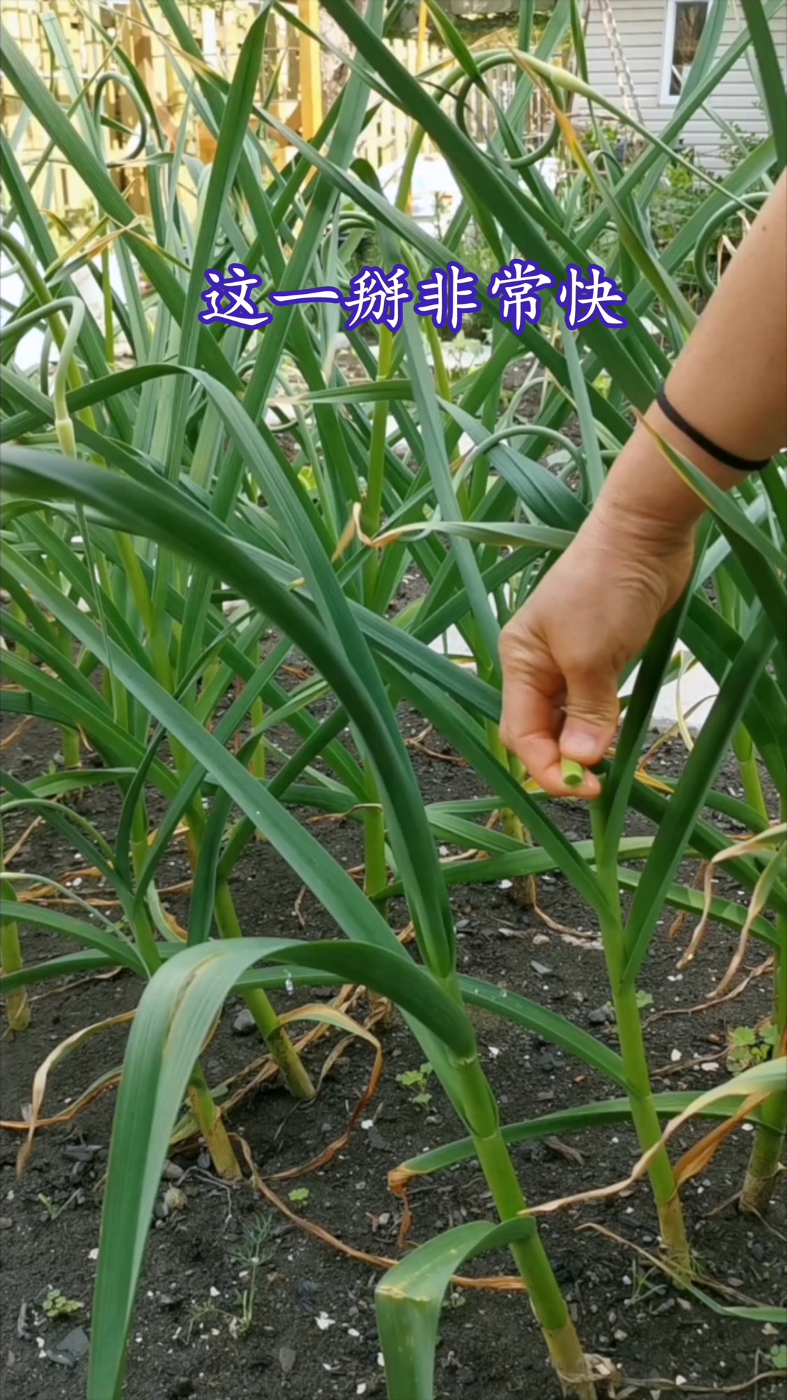 快速给200头大蒜抽蒜苔 仅仅需要10来分钟省力又省时