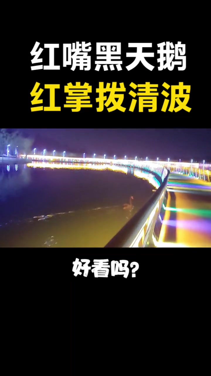 新疆夜晚12点,偶遇红嘴黑天鹅,像一笼火红的灯笼,闪闪发光 教育 新疆 夜晚 学习 黑天鹅