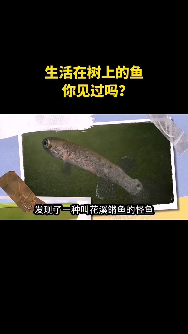 生活在树上的鱼,你见过吗?#花溪鳉鱼