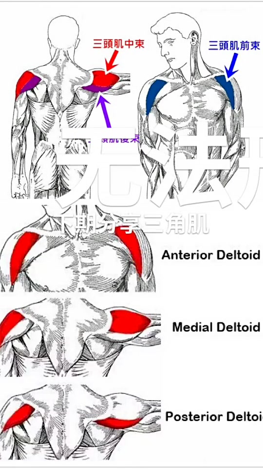 肩部肌肉又叫三角肌