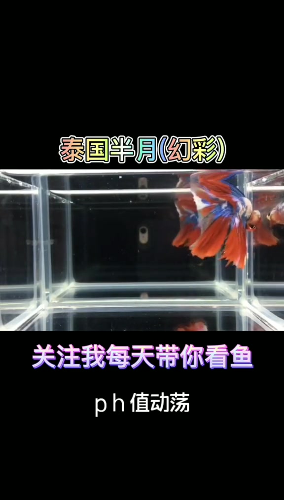 观赏鱼 热带鱼 泰国半月夹尾了,一定要及时治疗不然你会失去它