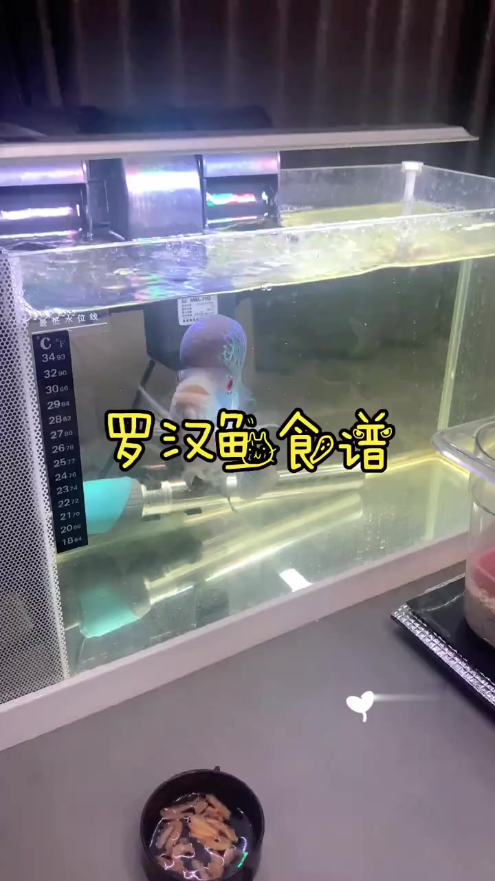 罗汉鱼食谱 罗汉鱼吃什么都香