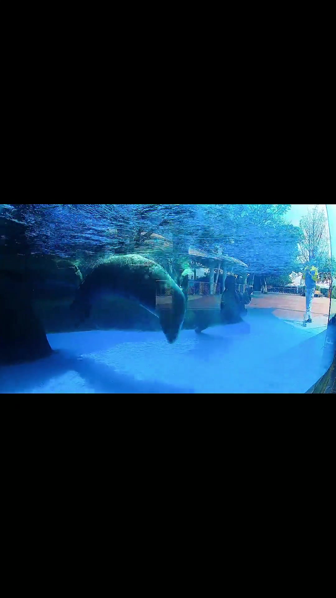 成都海昌极地海洋公园,一日游玩攻略 海洋公园 海洋生物 海洋馆 海底世界 成都海昌极地海洋