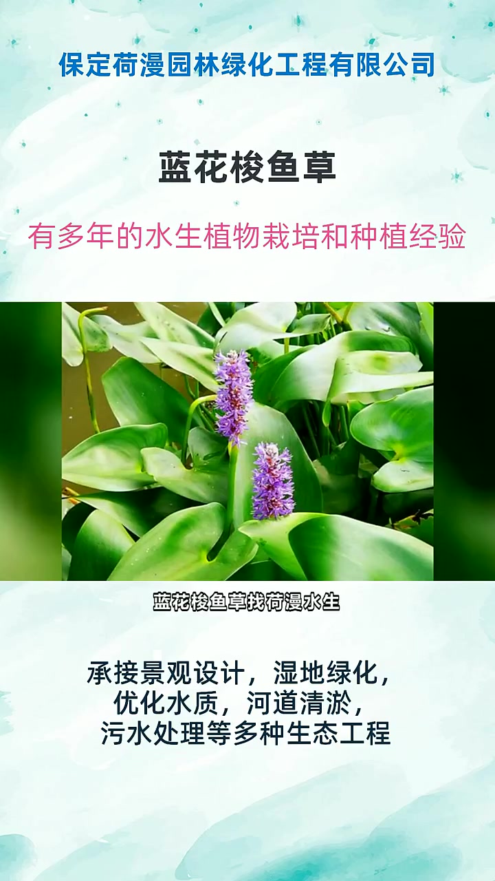 蓝花梭鱼草