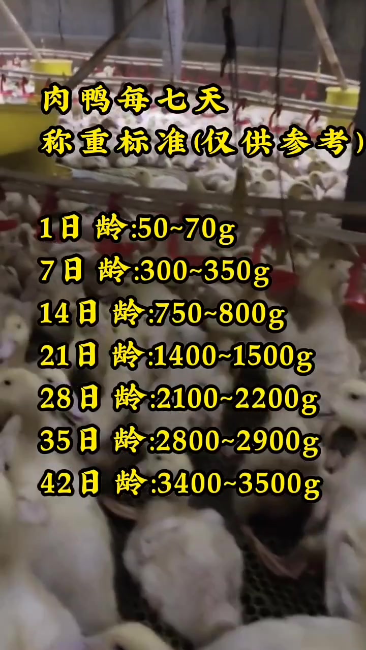 肉鸭养殖什么体重算是达标
