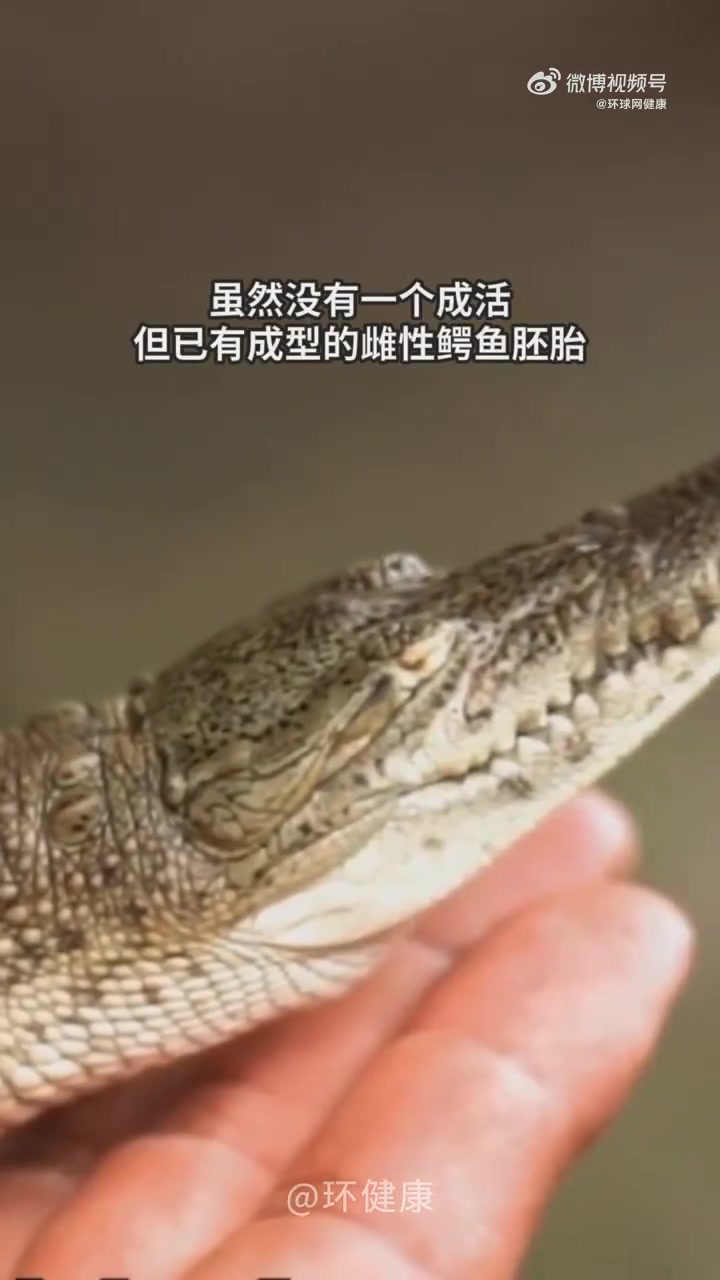 「鳄鱼独居16年产子 科学家记录鳄鱼首次“孤雌生殖”」近日,科学家记录发现,一条18岁鳄鱼