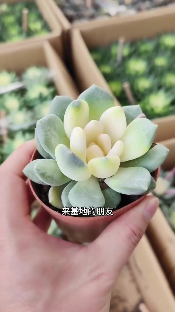 新蒲这个花卉批发基地,品种也太齐全了吧?多肉植物 花卉市场 同城 爱生活爱养花 现场实拍