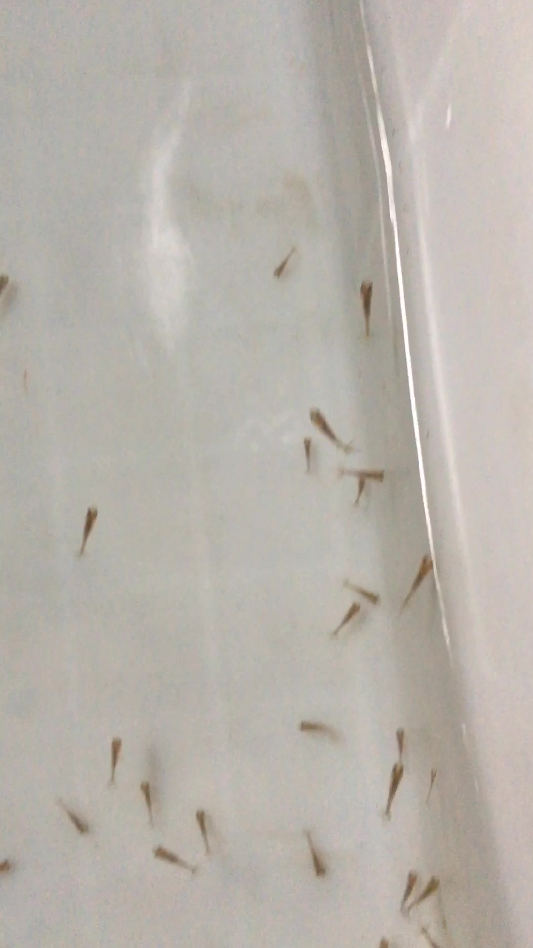 天性使然,万物有灵,王虎苗出壳第14天开始跟队群游了