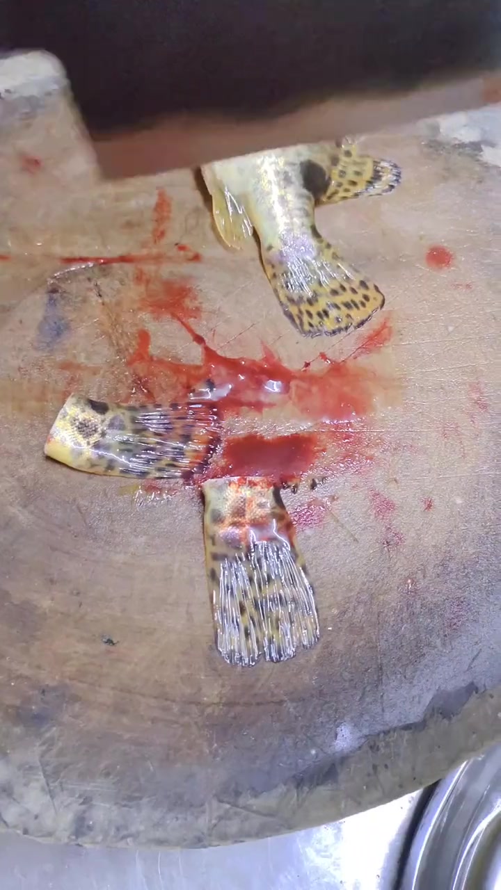 第112集|正宗河边野生桂鱼做鱼生 美食制作分享 鱼生 鱼的花式做法