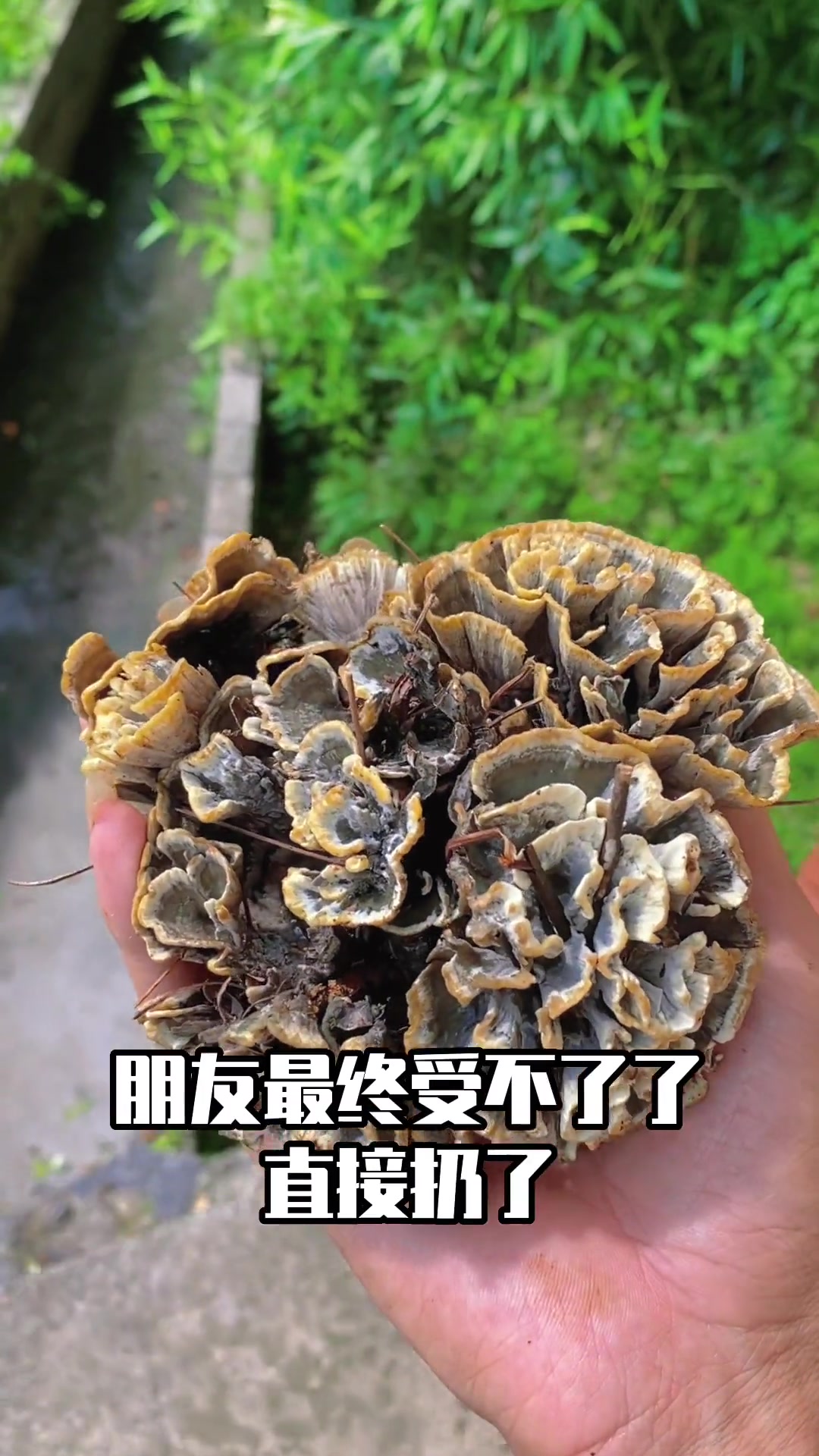 第195集|有海藻气味的美味蘑菇:干巴菌 萌知计划 科普 蘑菇科普 干巴菌 野生菌 蘑菇 