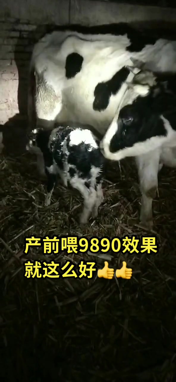 牧士饲料 “三快”、“三省”,强势助力舍饲圈养,成果显著    牧士9890,三“快”:母