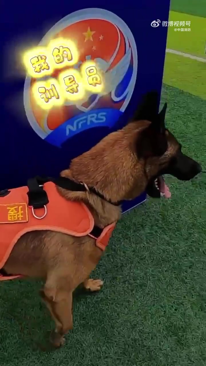「搜救犬赛前都干啥」近日,辽宁消防行业职业技能竞赛。一起来看看消防搜救犬赛前都在干啥吧,看