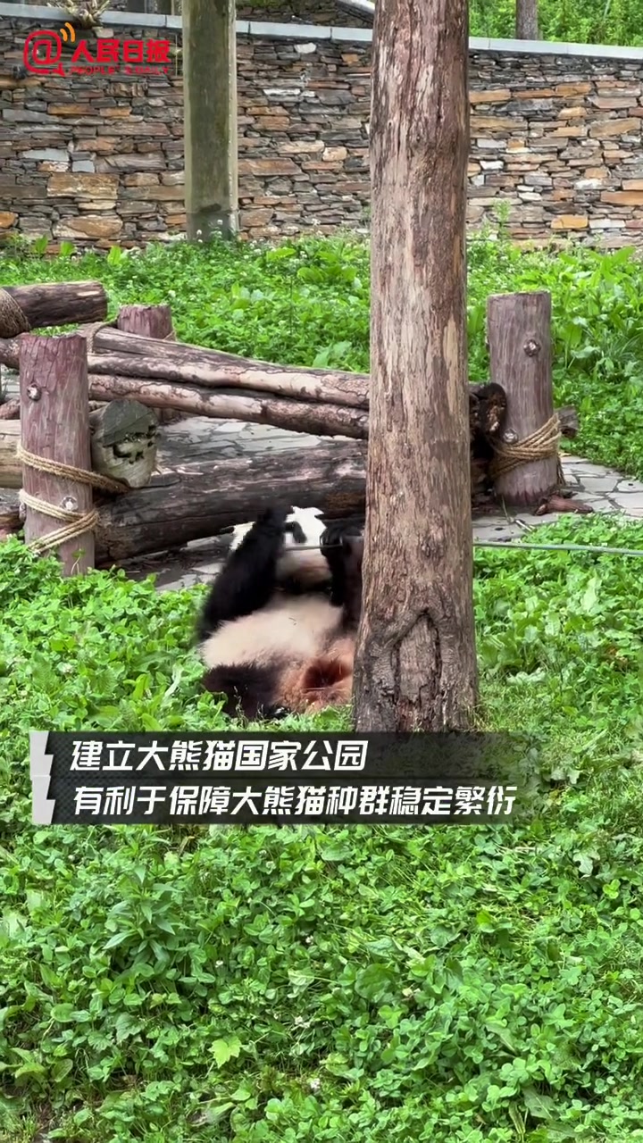 「可爱!大熊猫滚着吃竹子」近日,在大熊猫国家公园,记者亲眼见到了一只只憨态可掬的大熊猫。我