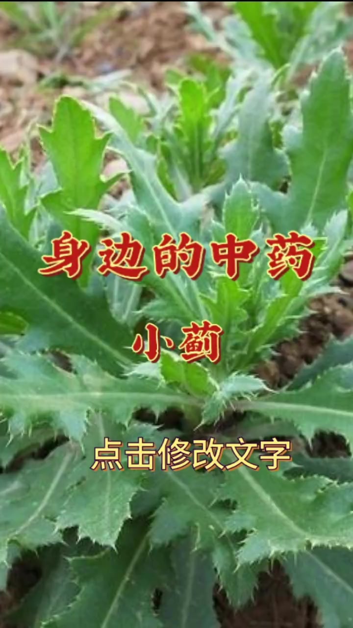 身边的中药(小蓟)