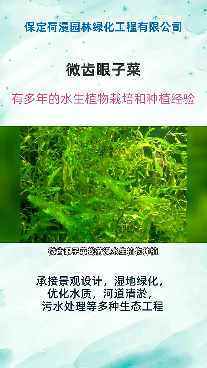 微齿眼子菜