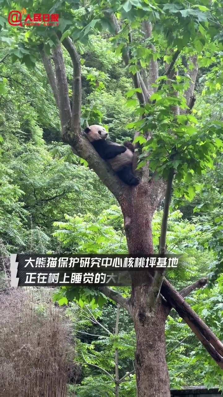 「可爱!大熊猫滚着吃竹子」近日,在大熊猫国家公园,记者亲眼见到了一只只憨态可掬的大熊猫。我