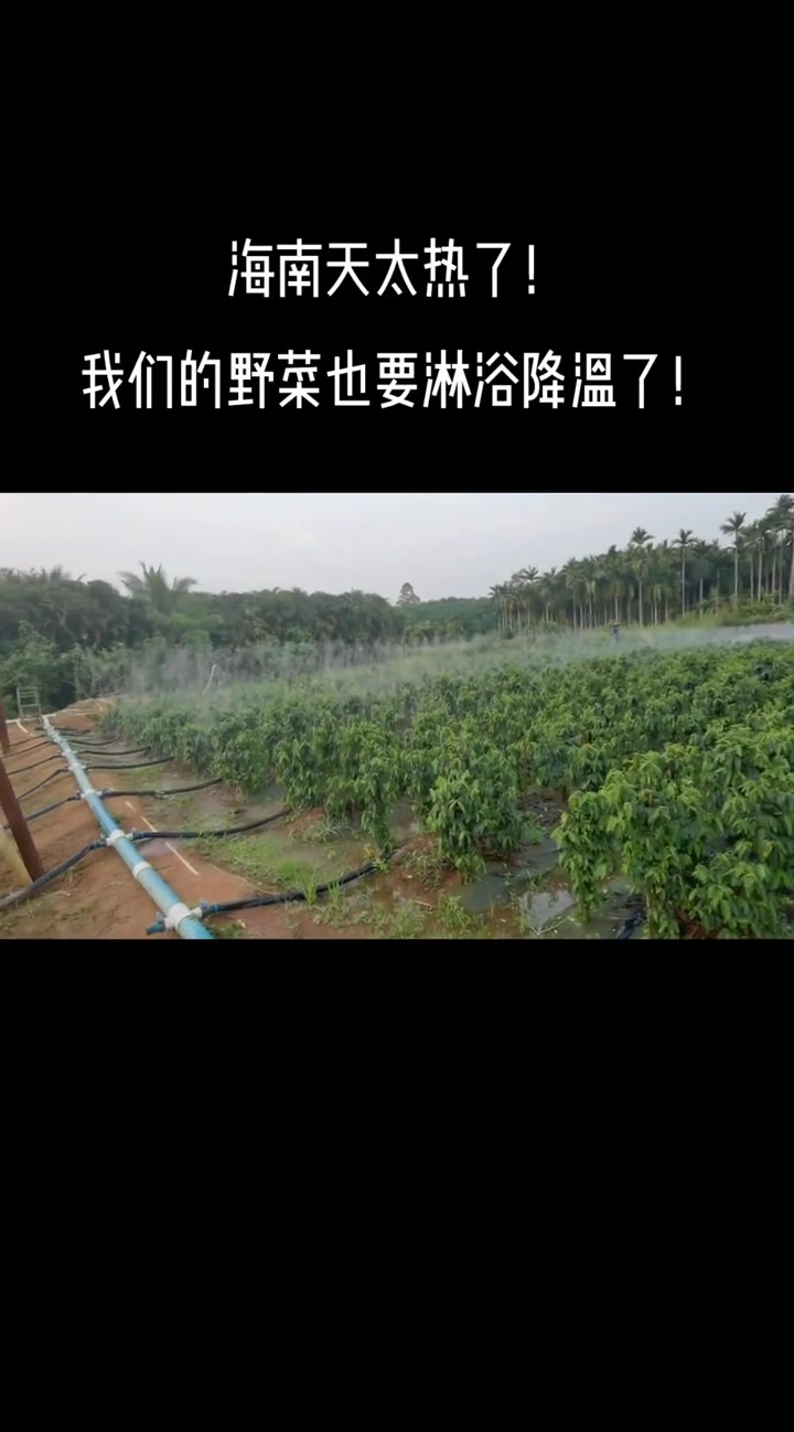 海南天太热了,我们的生态野菜也要淋浴降温了!益肝菜,珍稀的木本蔬菜,生吃,凉拌,清炒怎么做