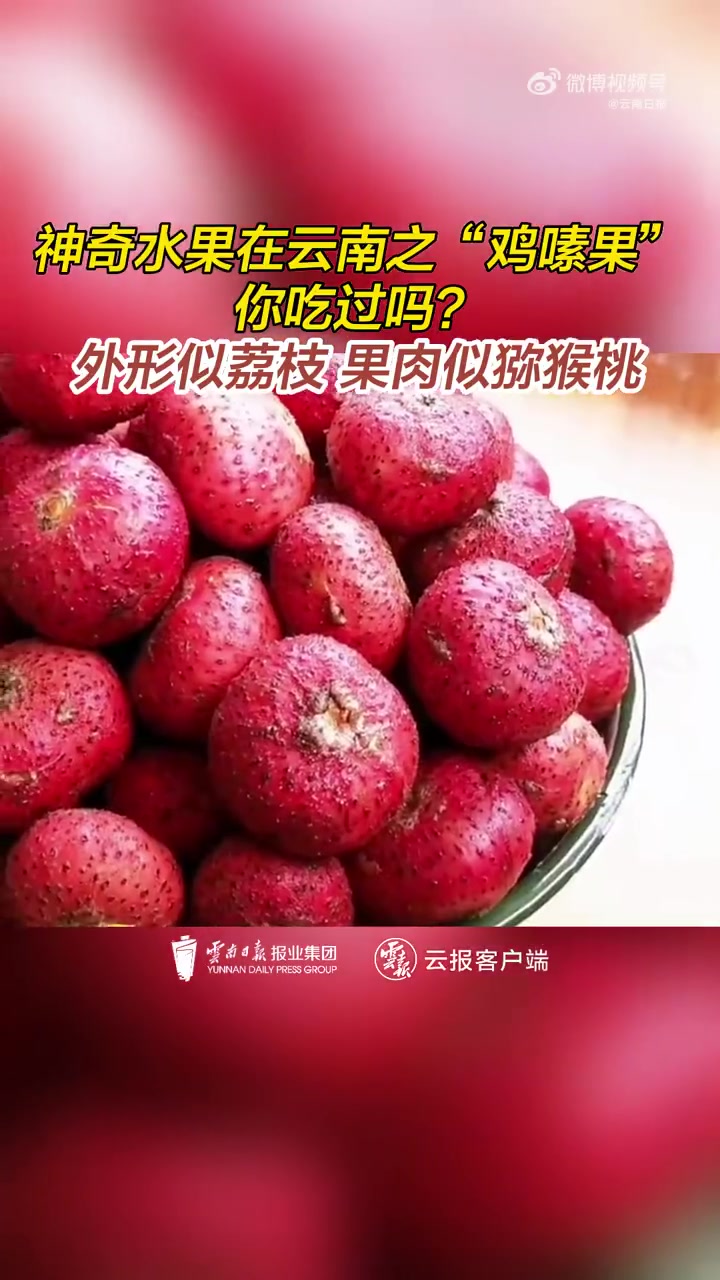 「神奇水果在云南之鸡嗉果」近日,云南墨江一网友在网上分享了一段“鸡嗉果”的视频,果实外形像