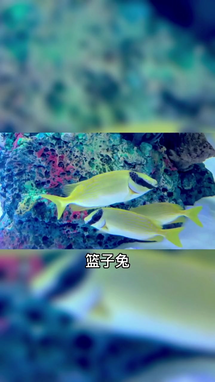 上海海洋水族馆丨神奇的兔鱼在哪里?上海海洋水族馆紧邻东方明珠电视塔,不但能欣赏到来自世界各