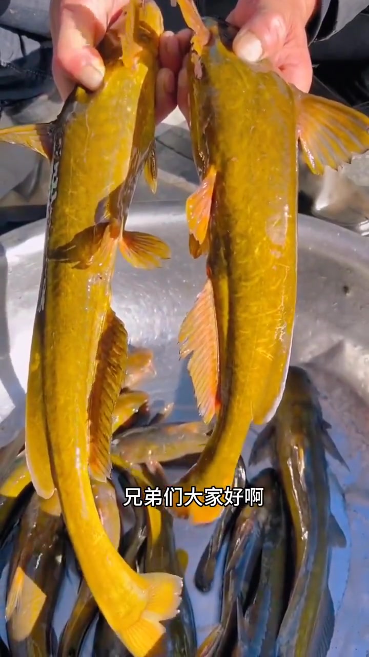 正宗的牛尾巴鱼,肉质细嫩,味道鲜美,18子之一,牛尾巴鱼苗 牛尾巴鱼苗 牛尾巴鱼 水产养殖