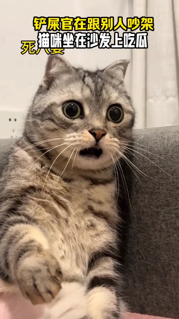 主人在跟别人吵架,结果猫咪坐在一旁沙发上吃瓜,这表情也太好笑了吧! 傻猫头像