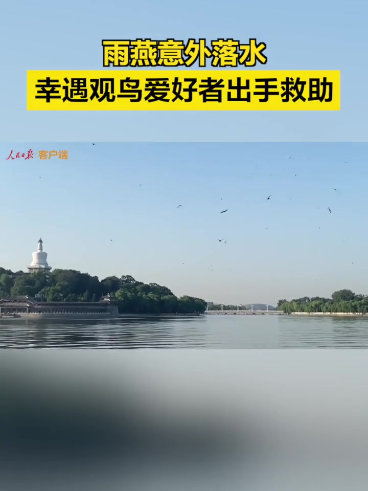 「雨燕落水眼瞅着就不行了!幸亏遇到他俩」“水里扑腾的是只小鸭子吗?”6月30日早上6时许,