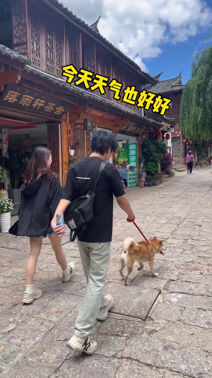 杨仔的云南旅居体验14跟拍热心大学生遛柴犬「二哈」平时出去拍摄都没时间带小柴出门玩,正好最