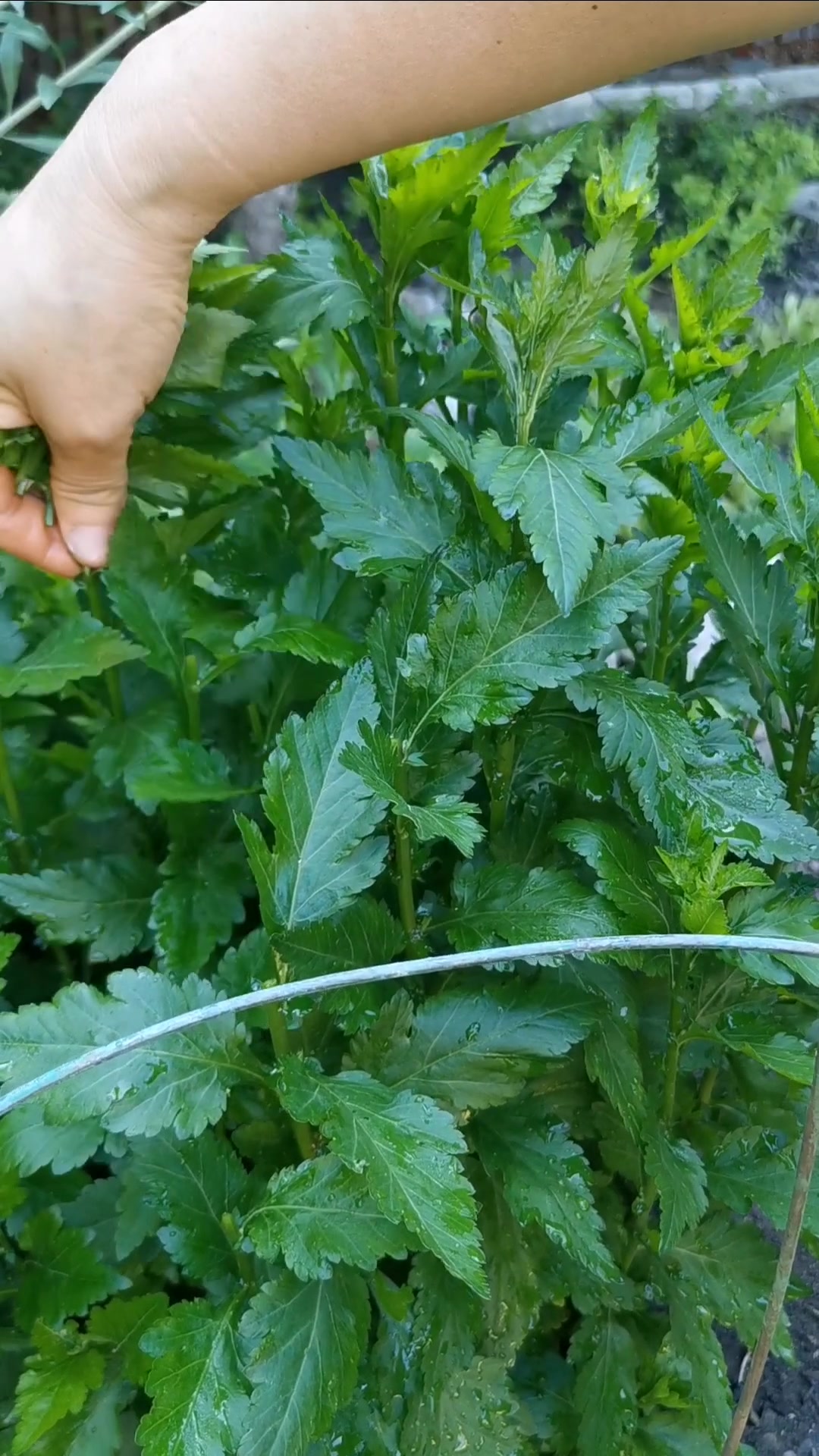多年生不招虫子 清热解毒肥肥厚厚的菊花脑又得掐了
