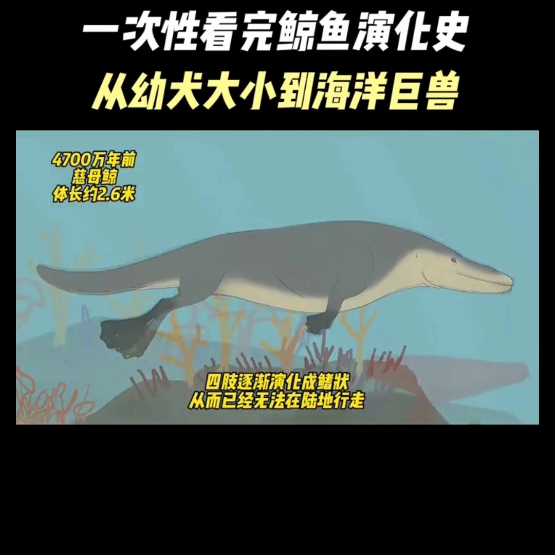 一口气看完鲸鱼的完全演变过程,从幼犬大小到海洋巨兽