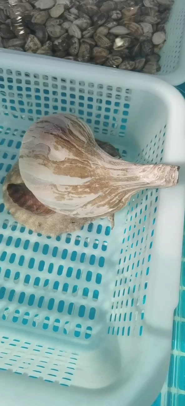 海鲜池的最佳温度是多少?