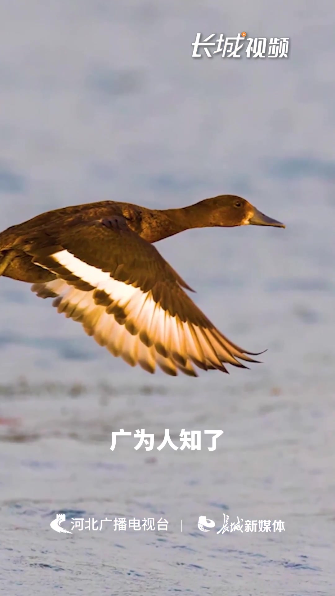 青头潜鸭出来“遛娃”了