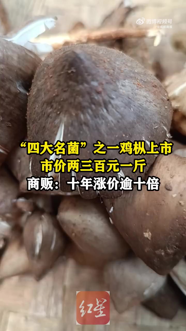 「鸡枞菌因气候减产200多元一斤,商贩称十年涨价逾十倍」鸡枞菌十年涨价逾十倍 鸡枞,中国四