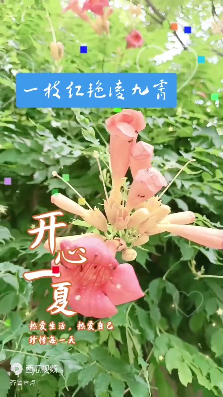 青未了|一枝红艳凌九霄
